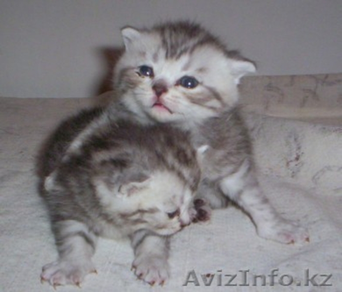 Они хотят стать Вашими! - Изображение #3, Объявление #78384