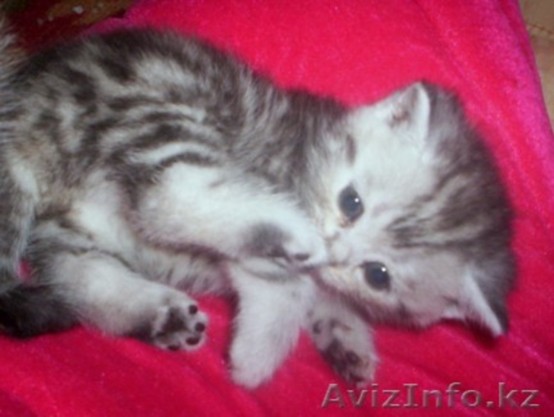 Они хотят стать Вашими! - Изображение #1, Объявление #78384