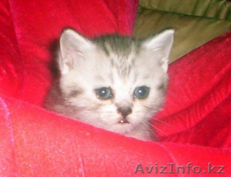 Они хотят стать Вашими! - Изображение #2, Объявление #78384