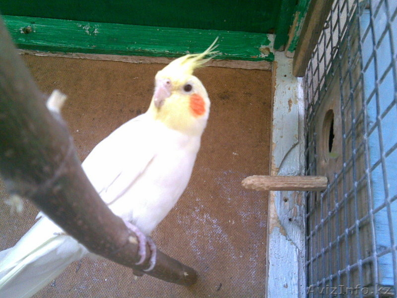 Мусабекова Анна Сергеевна, anutka_1288_88@mail.ru, 2329942 - Изображение #3, Объявление #76540