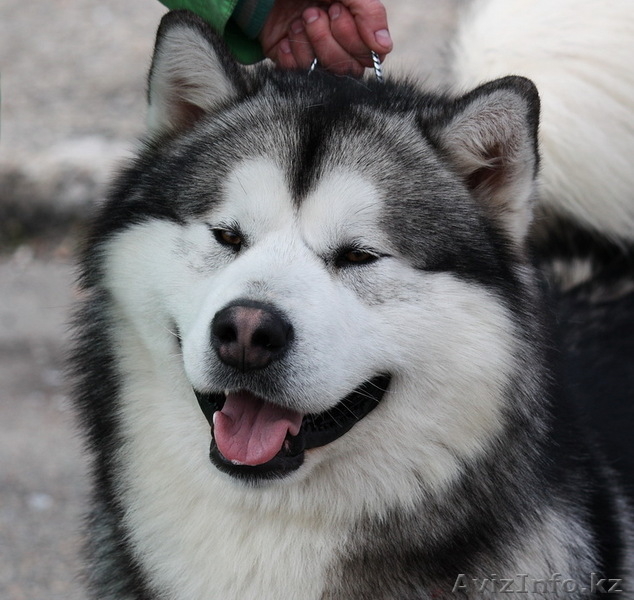 Щенки Аляскинского маламута от родителей чемпионов! - Изображение #2, Объявление #75227