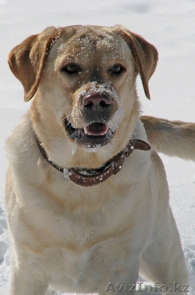 Лабрадор ретривер - Изображение #4, Объявление #74654