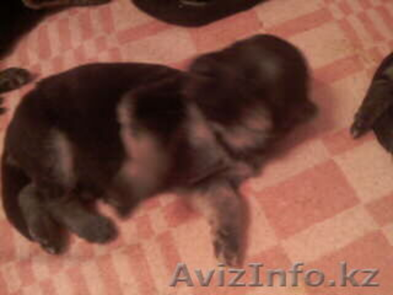 Щенки немецкой супер  овчарки - Изображение #2, Объявление #78666