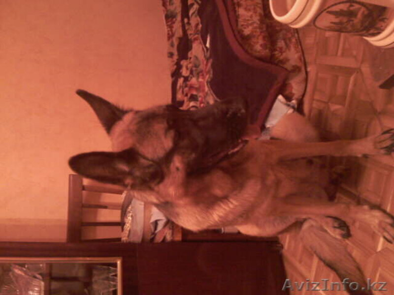 Щенки немецкой супер  овчарки - Изображение #1, Объявление #78666