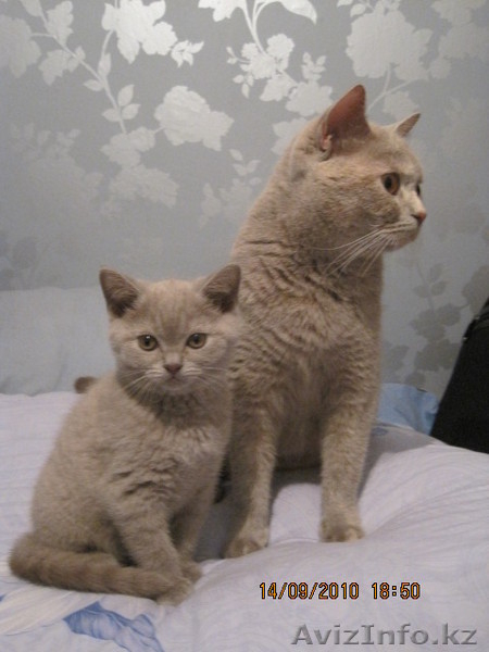 СУПЕР   БРИТАНСКИЕ КОТЯТА - Изображение #3, Объявление #81962