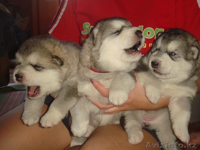 Щенки Аляскинского маламута от родителей чемпионов! - Изображение #4, Объявление #75227