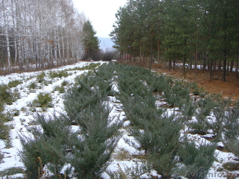 Посадочный материал, саженцы - Изображение #4, Объявление #84723