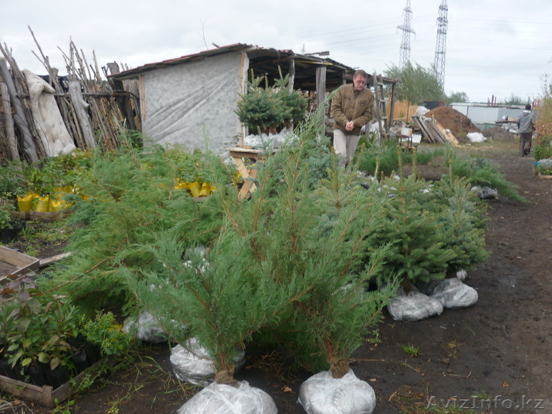 Посадочный материал, саженцы - Изображение #3, Объявление #84723