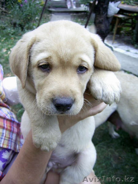 Лабрадор ретривер - Изображение #2, Объявление #74654