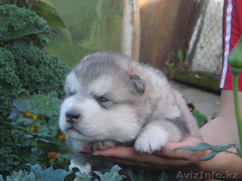Щенки Аляскинского маламута от родителей чемпионов! - Изображение #1, Объявление #75227