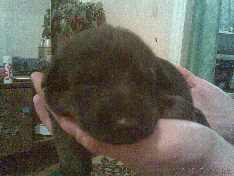 продам щеночков немецкой овчарки - Изображение #1, Объявление #95328