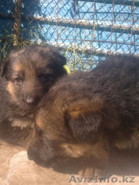 щенки-красавцы немецкой овчарки - Изображение #1, Объявление #94931