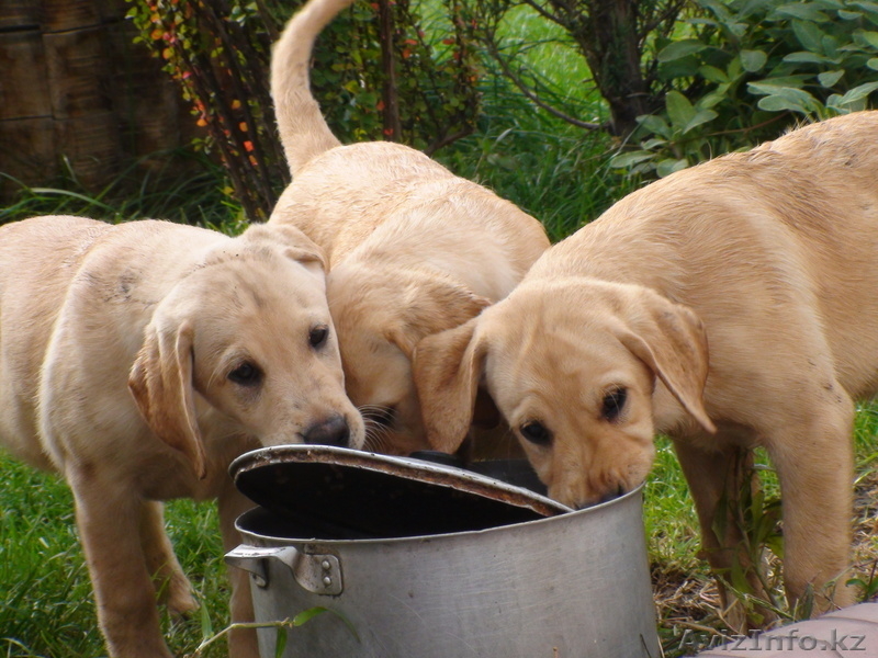 ЛАБРАДОР-РЕТРИВЕР очаровательные щенки - Изображение #3, Объявление #90988