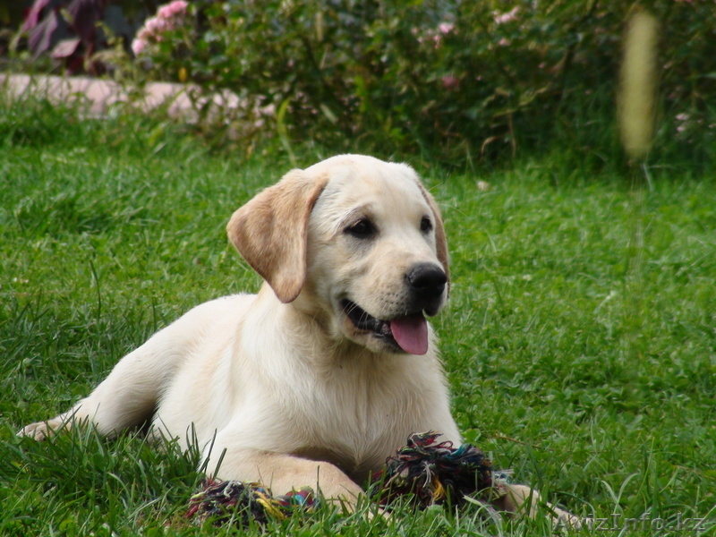 ЛАБРАДОР-РЕТРИВЕР очаровательные щенки - Изображение #1, Объявление #90988
