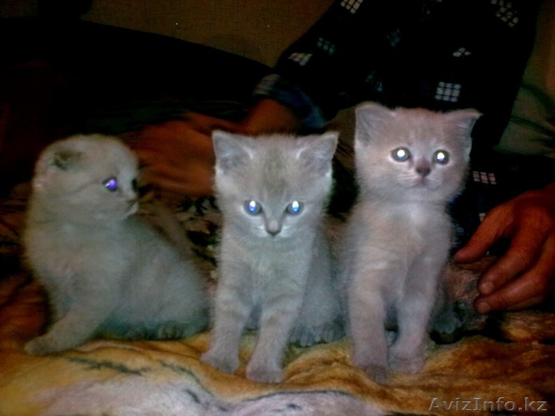 Британские лиловые котята - Изображение #1, Объявление #100046