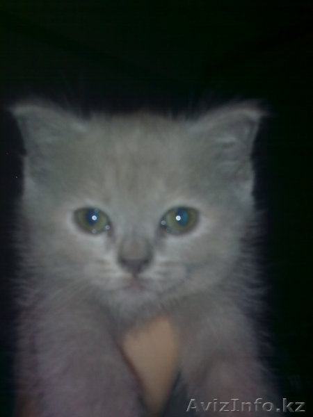 Британские лиловые котята - Изображение #2, Объявление #100046