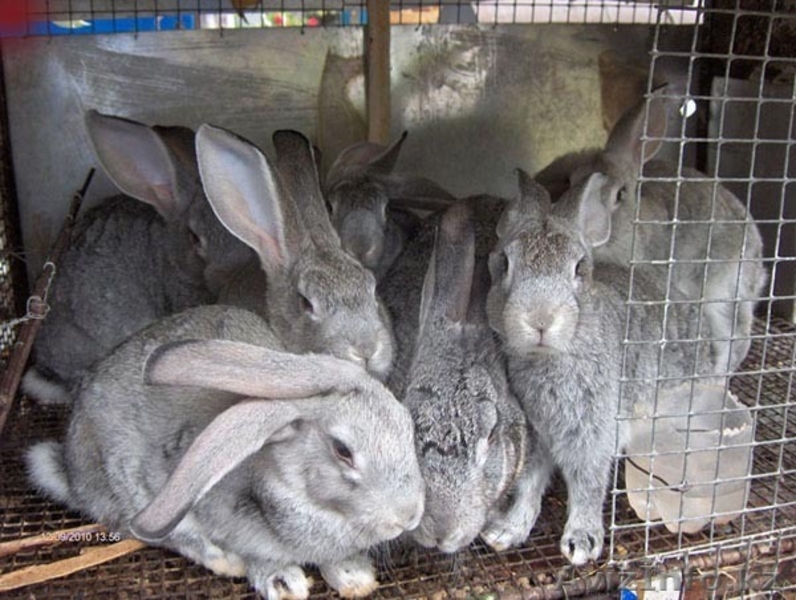 Кролики великаны мясной породы - Изображение #1, Объявление #93705