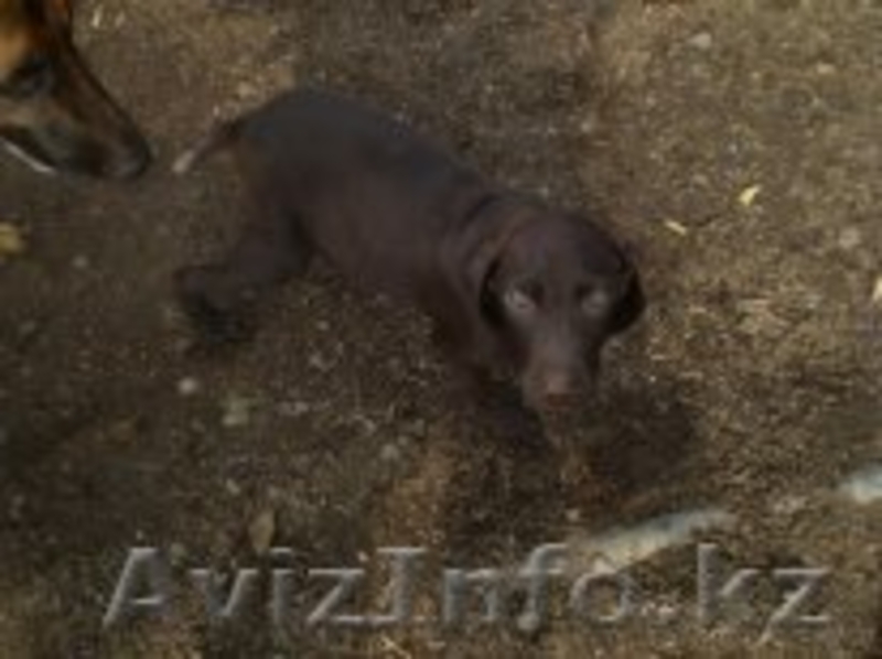 продажа щенков курцхаара от призера - Изображение #1, Объявление #93314