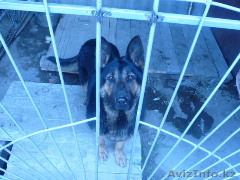 продам щеночков немецкой овчарки - Изображение #3, Объявление #95328