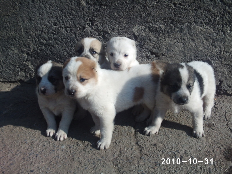  щенков азиатской овчари (алабай) - Изображение #1, Объявление #102308