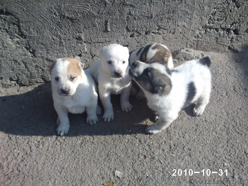  щенков азиатской овчари (алабай) - Изображение #2, Объявление #102308