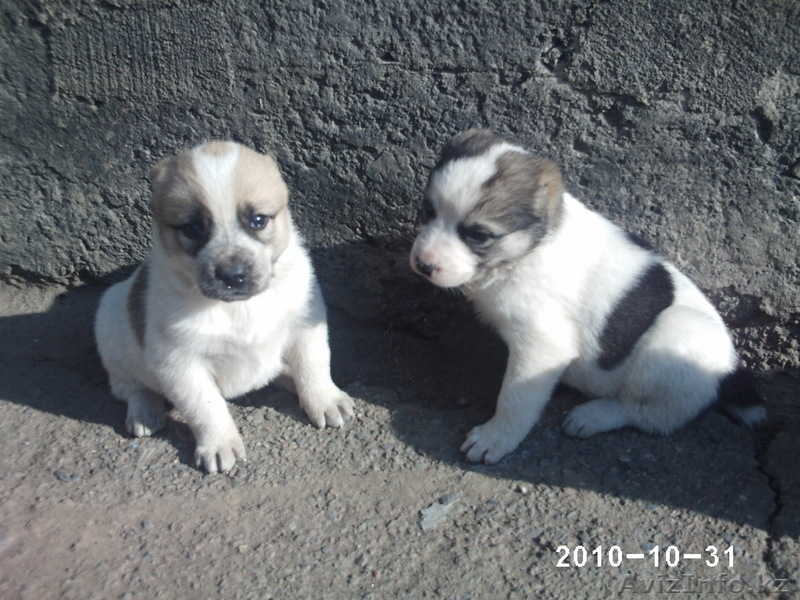  щенков азиатской овчари (алабай) - Изображение #3, Объявление #102308