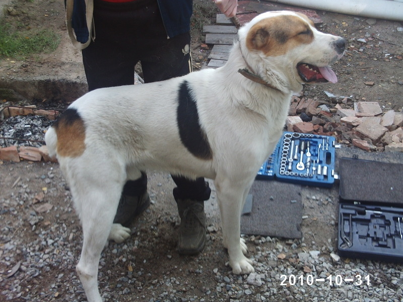  щенков азиатской овчари (алабай) - Изображение #5, Объявление #102308