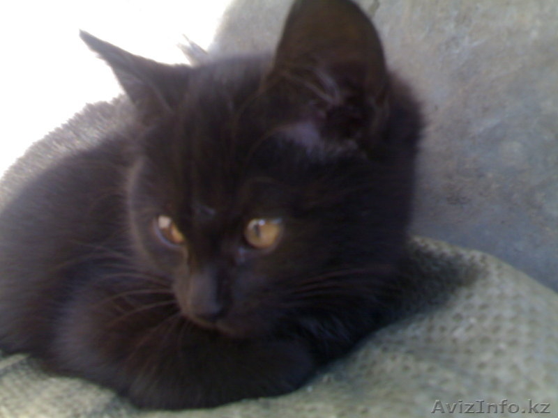 Надоел шорох грызунов по ночам???Позвоните!И у вас будут защитники! - Изображение #2, Объявление #104540