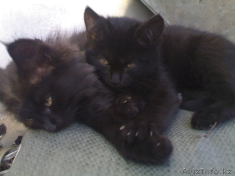 Надоел шорох грызунов по ночам???Позвоните!И у вас будут защитники! - Изображение #1, Объявление #104540