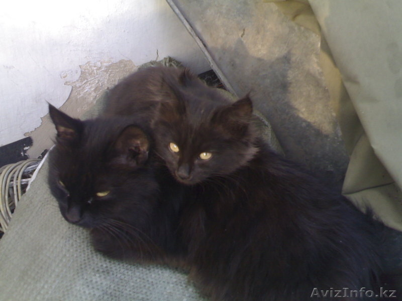 Надоел шорох грызунов по ночам???Позвоните!И у вас будут защитники! - Изображение #3, Объявление #104540