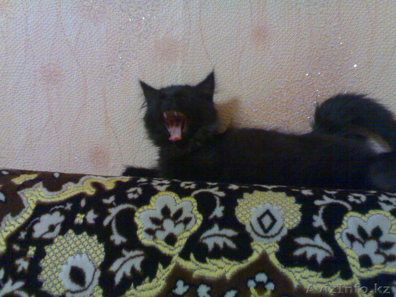 Надоел шорох грызунов по ночам???Позвоните!И у вас будут защитники! - Изображение #5, Объявление #104540