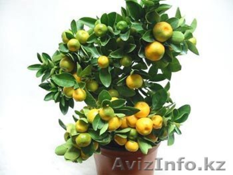Цитрусовые.Цитроны. - Изображение #3, Объявление #105512