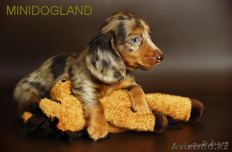 Щенки таксы г-ш и д-ш кроличьи и миниатюрные - Изображение #1, Объявление #105340