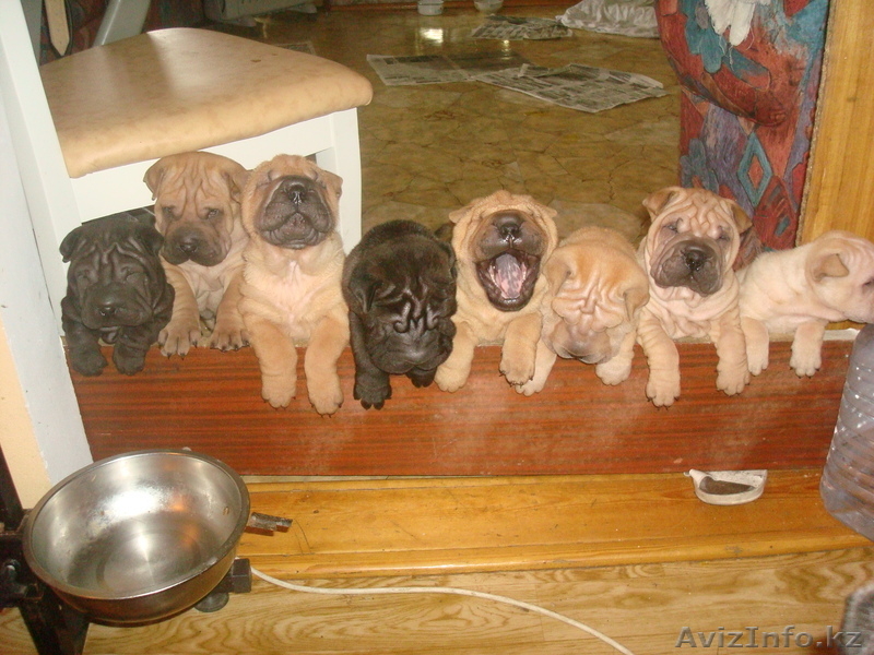 ШАРПЕЙ  продаются щенки - Изображение #1, Объявление #112881