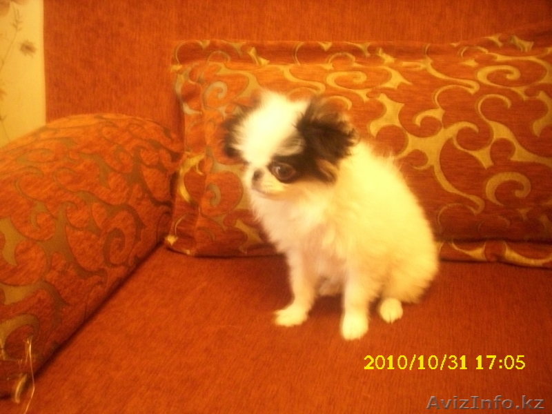 Светлана 221-71-38 8-701-758-68-18 - Изображение #1, Объявление #115231