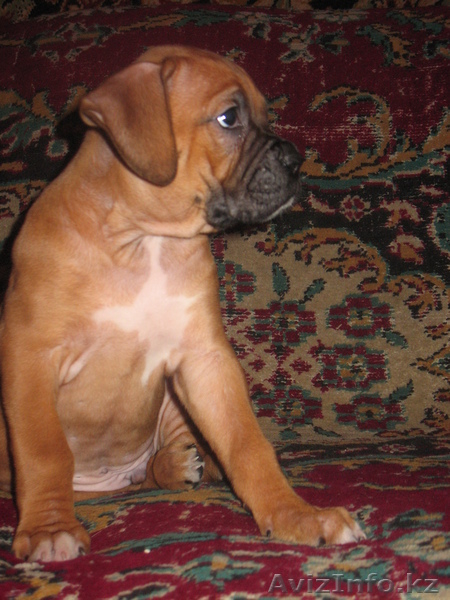 Щенка боксера продам.  - Изображение #2, Объявление #106086