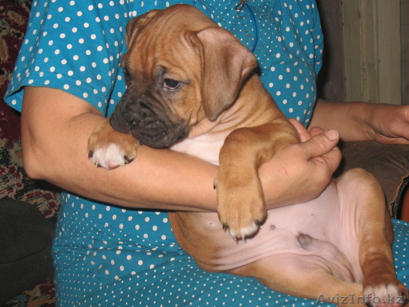 Щенка боксера продам.  - Изображение #3, Объявление #106086