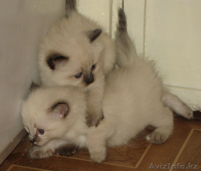 Невский маскарадный котенок - Изображение #3, Объявление #106533