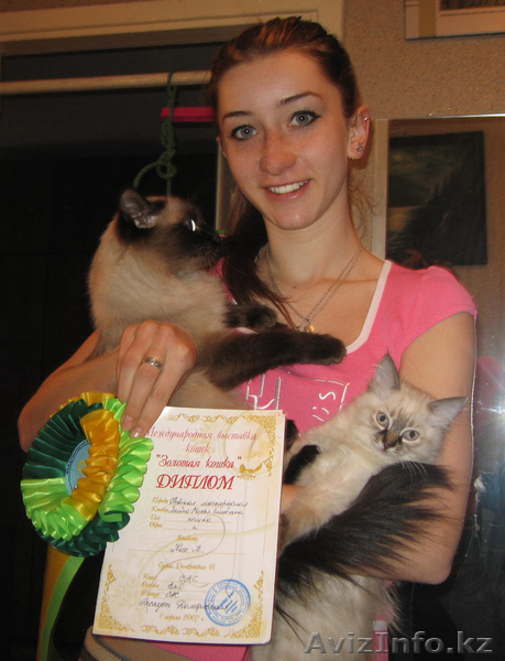 Невский маскарадный котенок - Изображение #2, Объявление #106533