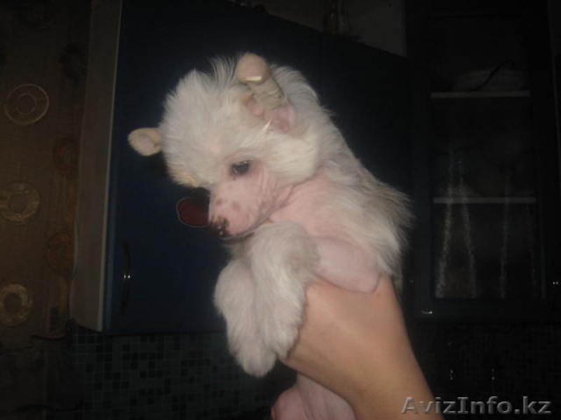 Китайская Хохлатая собака - Изображение #3, Объявление #110589