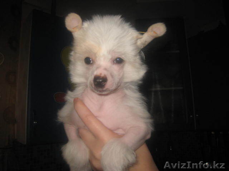 Китайская Хохлатая собака - Изображение #1, Объявление #110589