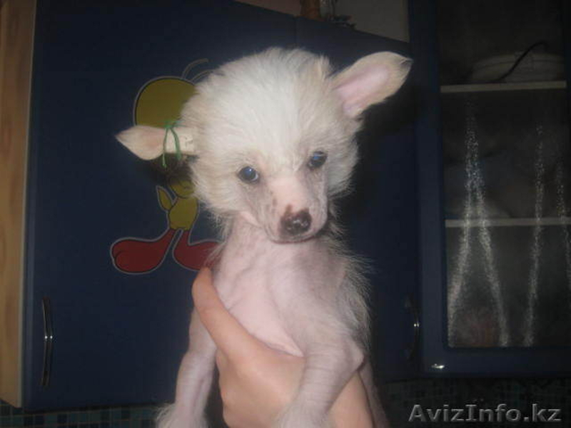 Китайская Хохлатая собака - Изображение #2, Объявление #110589