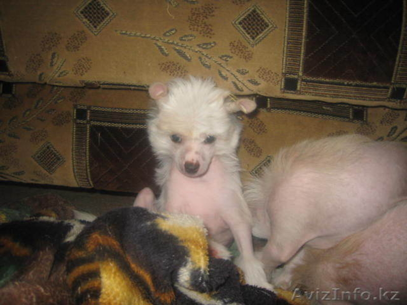 Китайская Хохлатая собака - Изображение #4, Объявление #110589