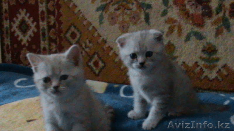 Котёнок, прямоухий-шотландец с документами - Изображение #2, Объявление #117218