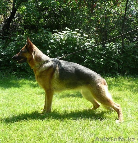 Немецкие овчарки, щенки - Изображение #3, Объявление #116511