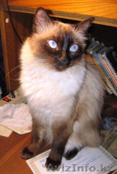 Невский маскарадный котенок - Изображение #1, Объявление #106533