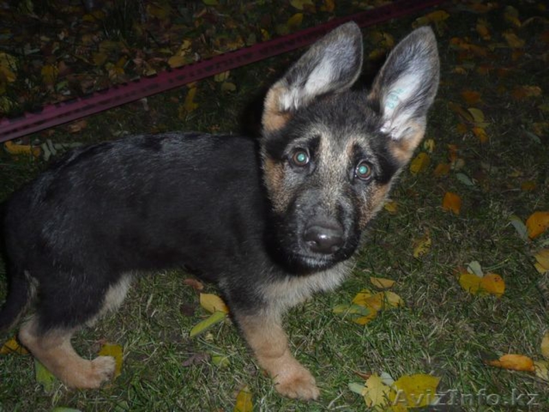 Немецкие овчарки, щенки - Изображение #2, Объявление #116511