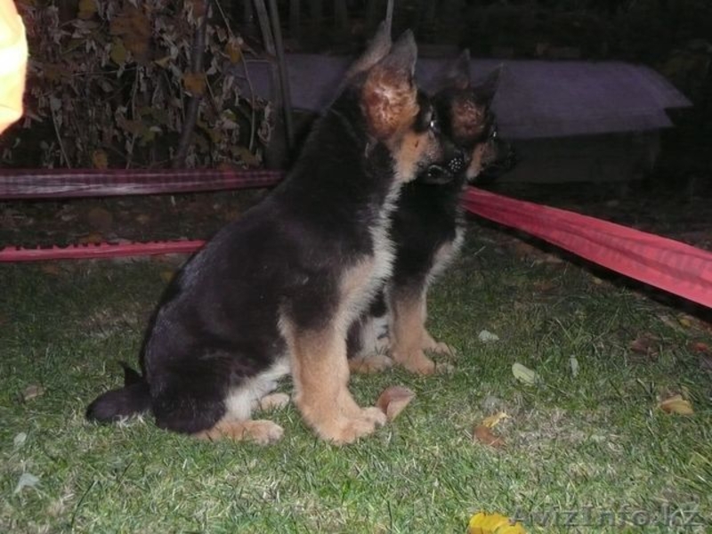 Немецкие овчарки, щенки - Изображение #1, Объявление #116511