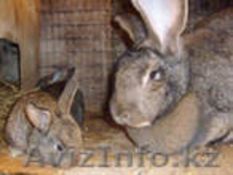 кролики коричневый.белый.серый.великан - Изображение #1, Объявление #112914