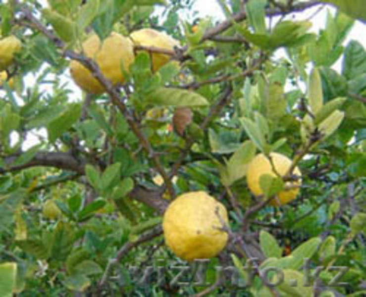 Цитрусовые.Цитроны. - Изображение #5, Объявление #105512
